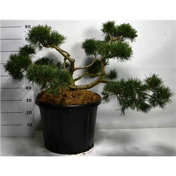 Pinus sylvestris 'Repens' F00006184
