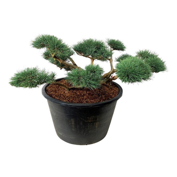 Pinus sylvestris 'Repens' F00006913