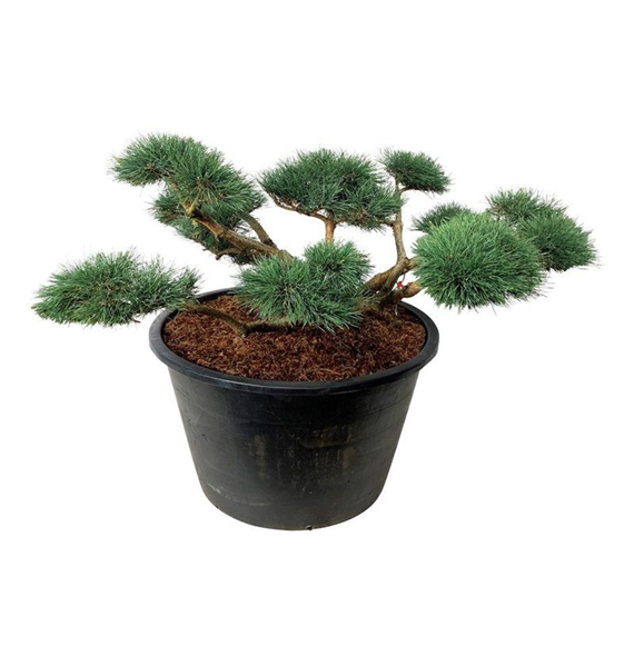 Pinus sylvestris 'Repens' F00006913