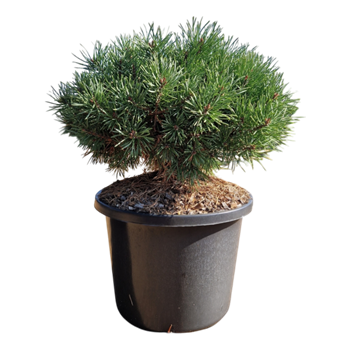 Pinus sylvestris 'Sandringham' 5PISABU17