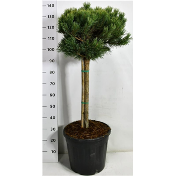 Pinus sylvestris 'Watereri Nana' F00006593