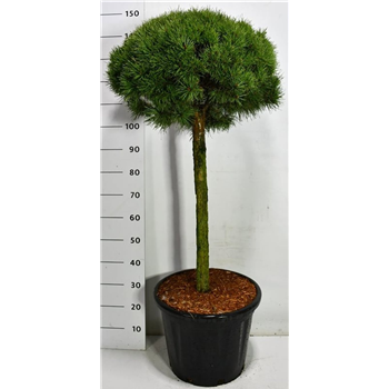 Pinus sylvestris 'Watereri Nana' F00006672