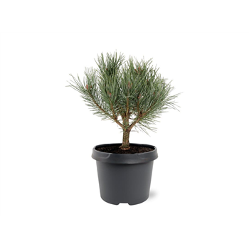Pinus sylvestris 'Watereri' F00007996