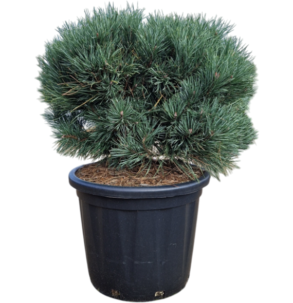 Pinus sylvestris 'Watereri' 5PIWABU19