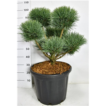 Pinus sylvestris 'Watereri' F00006641