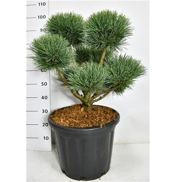 Pinus sylvestris 'Watereri' F00006641