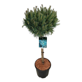 Pinus sylvestris 'Watereri' F00006207