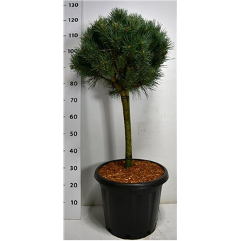 Pinus sylvestris 'Watereri' F00006136