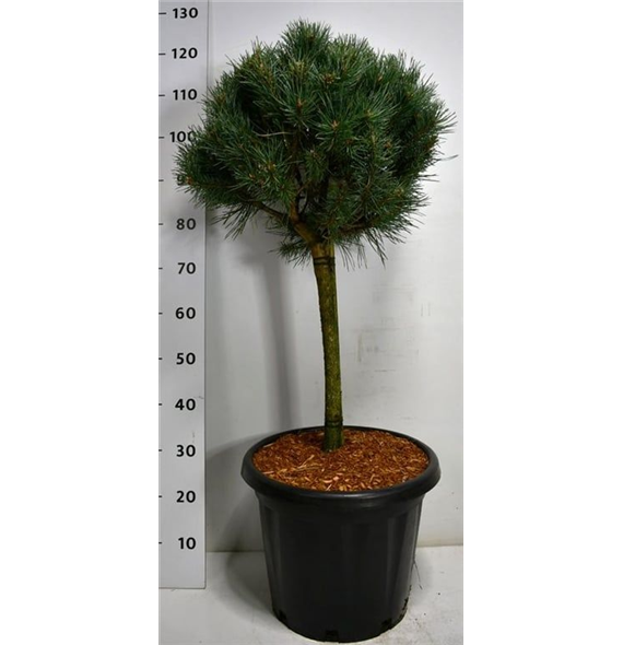 Pinus sylvestris 'Watereri' F00006136