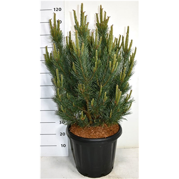 Pinus sylvestris 'Watereri' F00006341