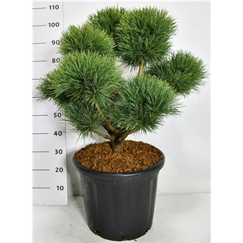Pinus sylvestris 'Watereri' F00006301