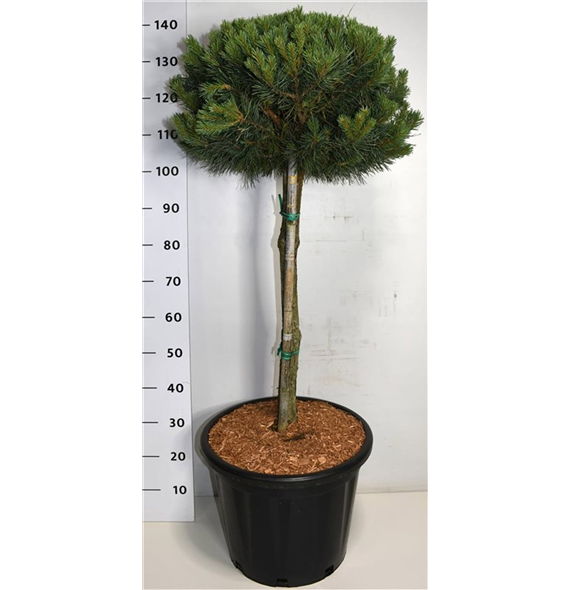 Pinus sylvestris 'Watereri' F00006254