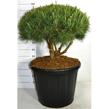 Pinus sylvestris 'Watereri' F00006334