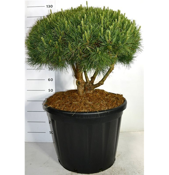 Pinus sylvestris 'Watereri' F00006334