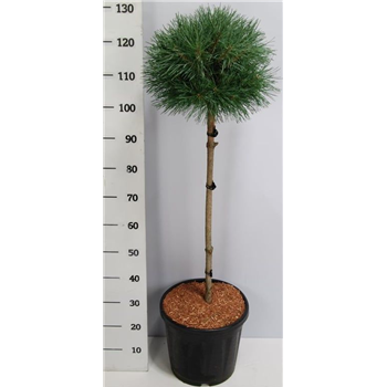 Pinus sylvestris 'Watereri' F00005927