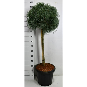 Pinus sylvestris 'Watereri' F00005984