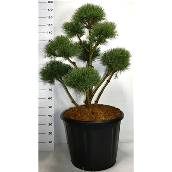 Pinus sylvestris 'Watereri' F00006264