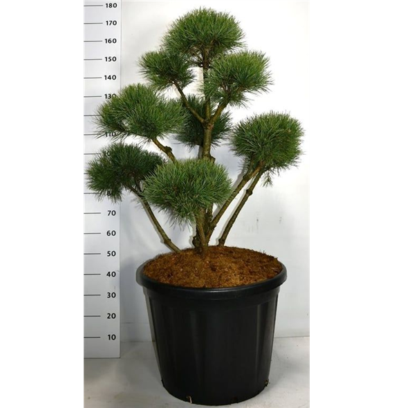 Pinus sylvestris 'Watereri' F00006264