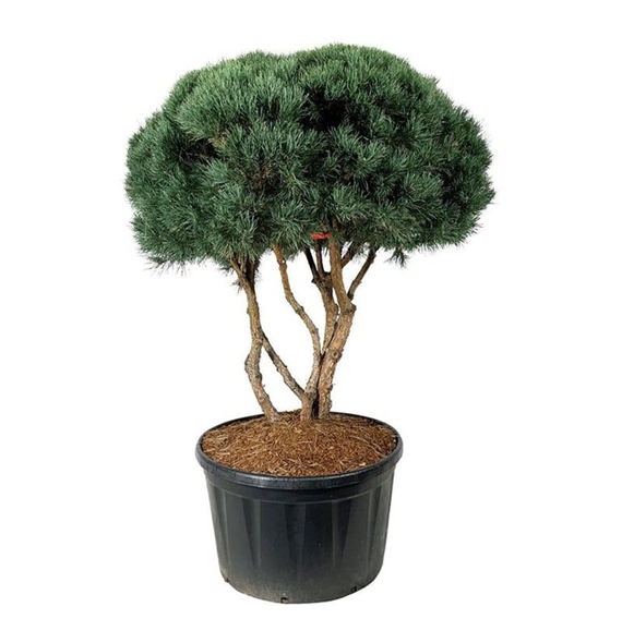 Pinus sylvestris 'Watereri' F00006991