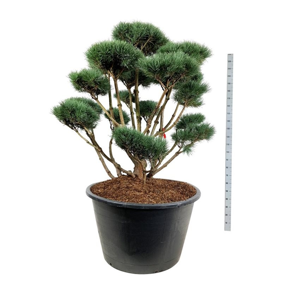 Pinus sylvestris 'Watereri' F00006927