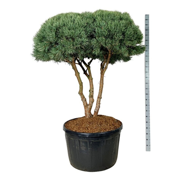 Pinus sylvestris 'Watereri' F00007185