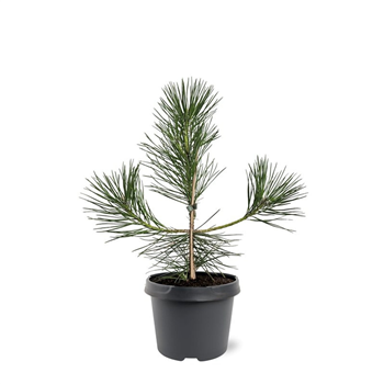 Pinus thunbergii F00007997