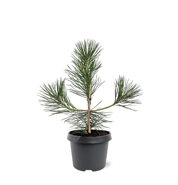 Pinus thunbergii F00007997