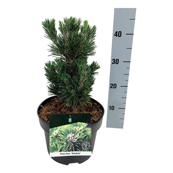 Pinus thunbergii 'Kotobuki' F00007822