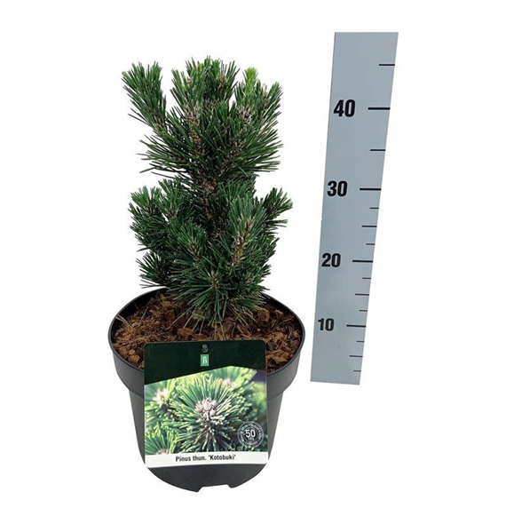 Pinus thunbergii 'Kotobuki' F00007822