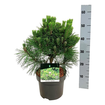 Pinus thunbergii 'Sayonara' F00007330