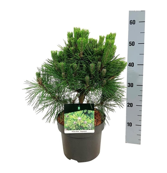 Pinus thunbergii 'Sayonara' F00007330