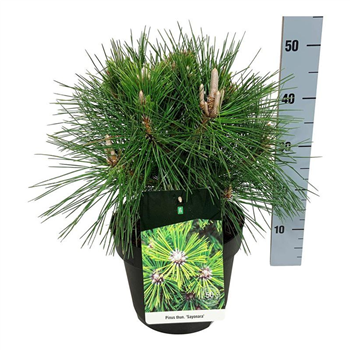 Pinus thunbergii 'Sayonara' F00005678