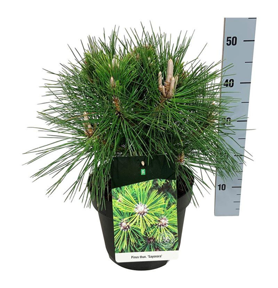Pinus thunbergii 'Sayonara' F00005678