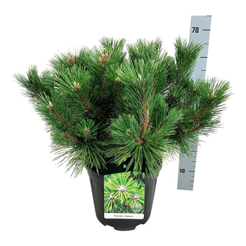 Pinus thunbergii 'Sayonara' F00006959