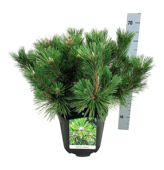 Pinus thunbergii 'Sayonara' F00006959
