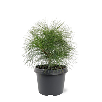Pinus wallichiana F00008189