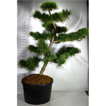 Pinus thunbergii 'Thunderhead' F00006256