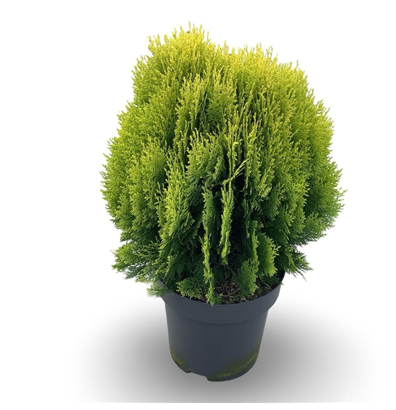 Platycladus orientalis 'Aurea Nana' F00008061