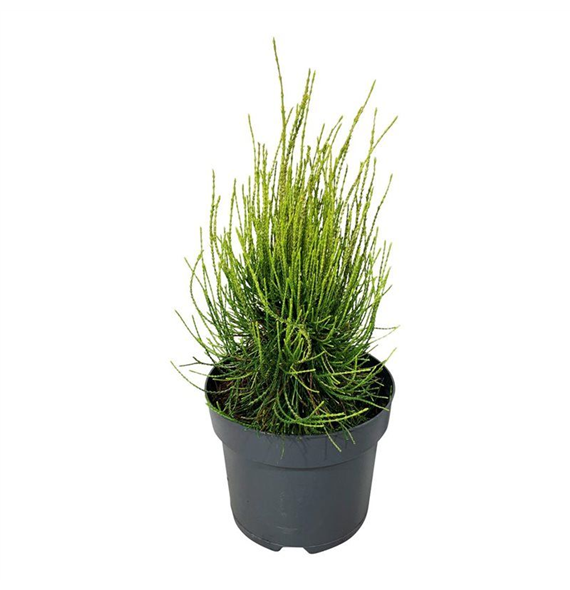 Platycladus orientalis 'Franky Boy' F00007413