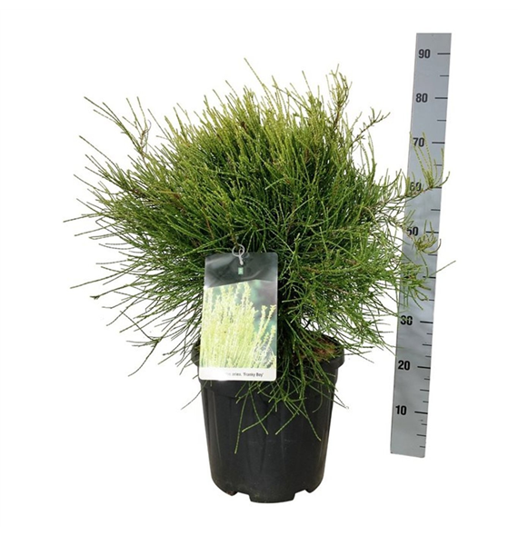 Platycladus orientalis 'Franky Boy' F00007404