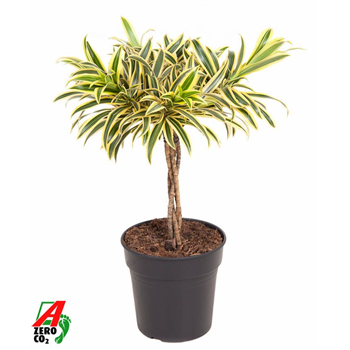 Pleomele (Dracena) reflexa 'Song of India' F00005329