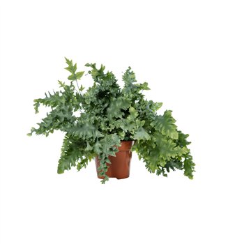 Phlebodium aureum davana 45cm 17cm Q4864