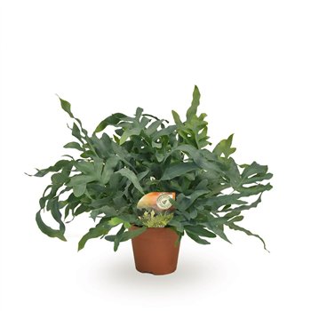 Phlebodium blue star 60cm 17cm Q4868