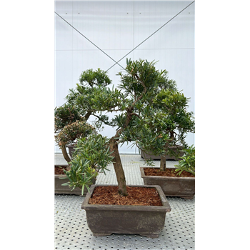 Podocarpus macrophyllus F00007735