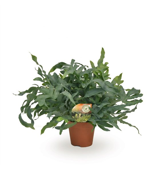 Phlebodium blue star 60cm 17cm Q4868
