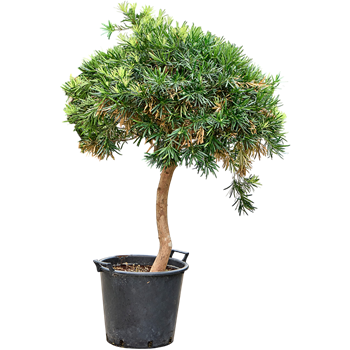 Podocarpus macrophyllus 4POMARS54