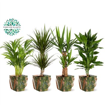 Miks lončnic green Mix 17 in DRAAGTAS GREEN JEWELS 1 pp 60cm 17cm Q4900