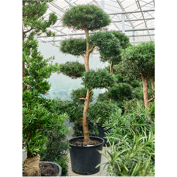 Podocarpus macrophyllus (300-340) 4POMASS69