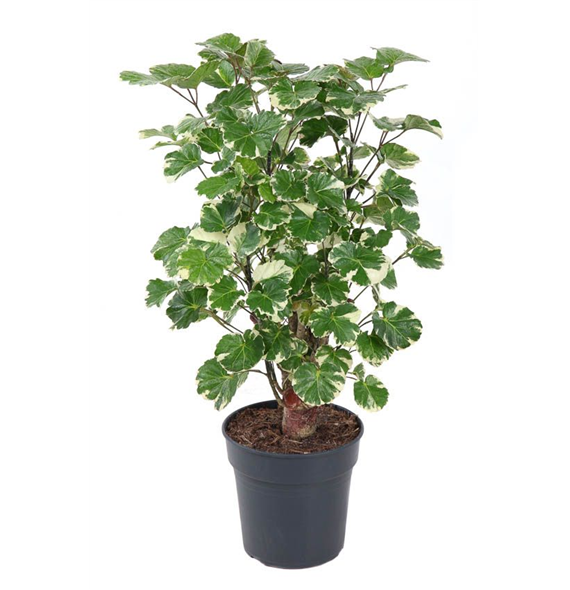 Polyscias 'Balfouriana' F00005017