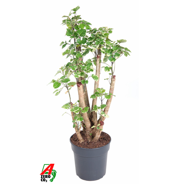 Polyscias 'Balfouriana' F00002391